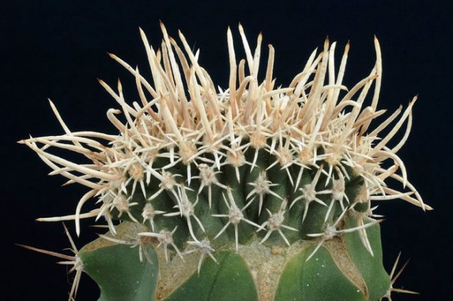 Pediocactus_peeblesianus_1